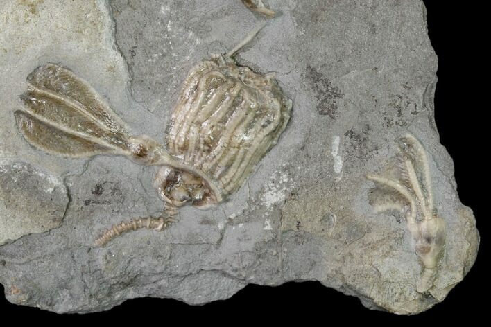 Four Fossil Crinoids (Eretmocrinus & Dichocrinus) - Gilmore City, Iowa #157206